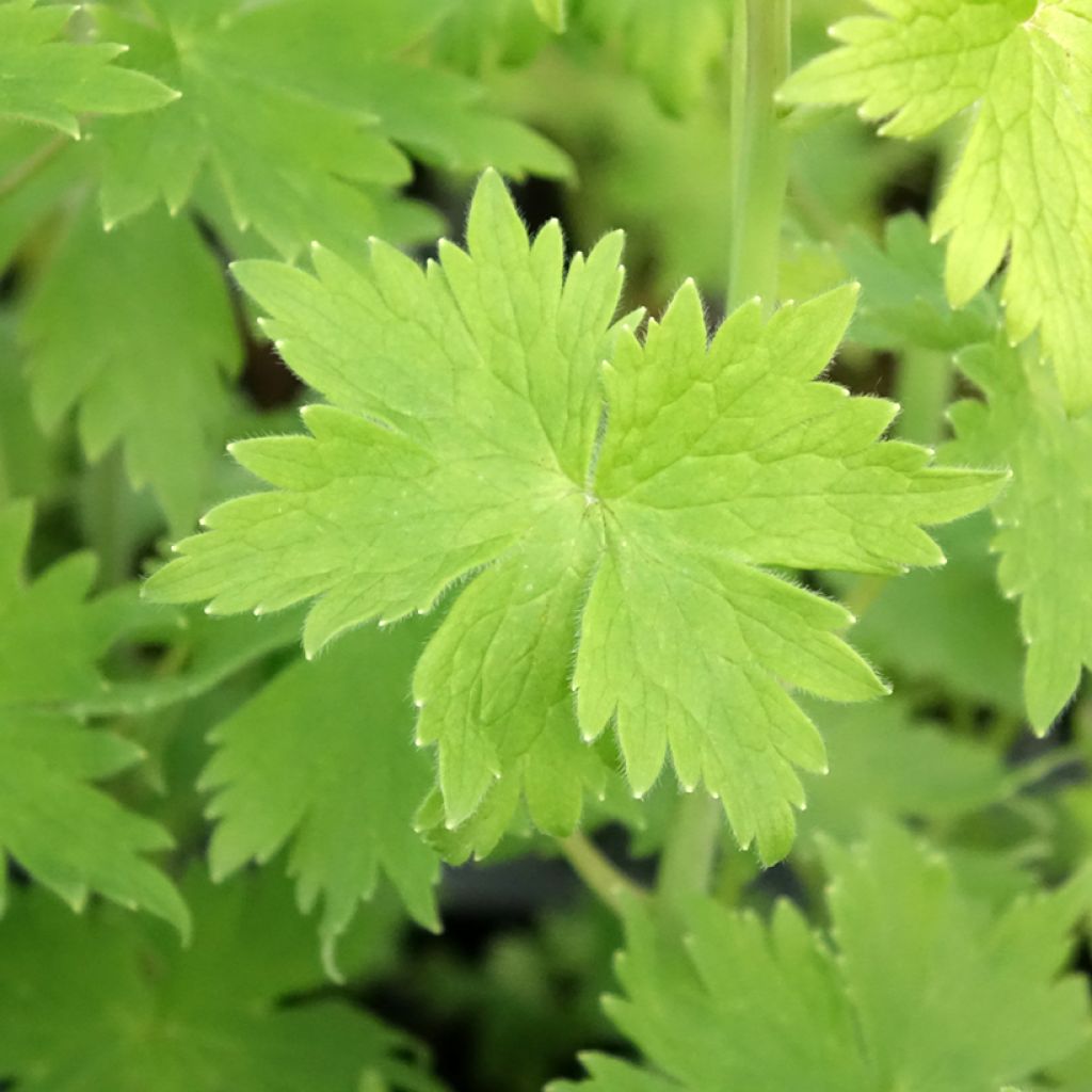 Delphinium Magic Fountain Dark Blue