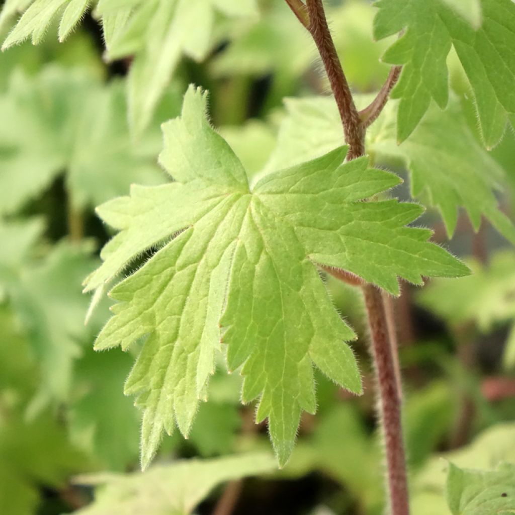 Delphinium Magic Fountain Deep Rose