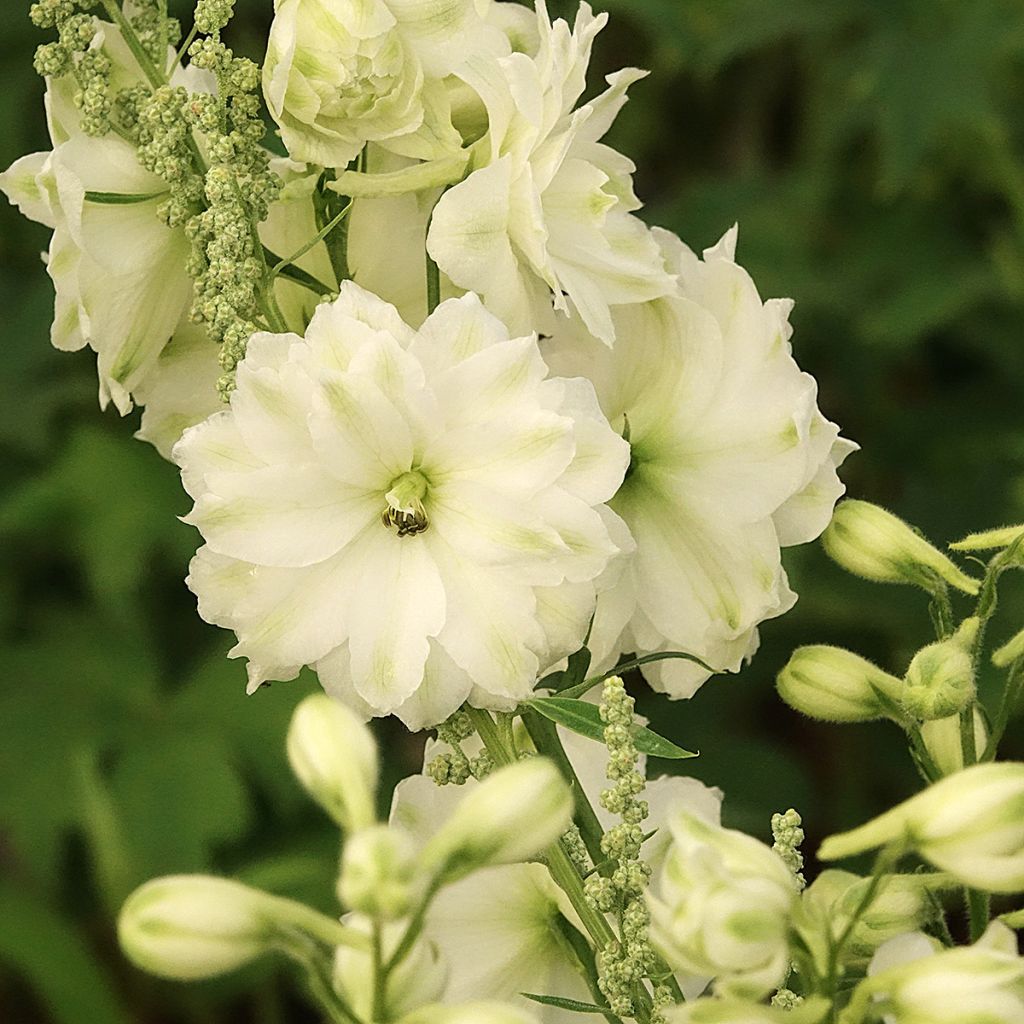 Delphinium elatum Double Innocence