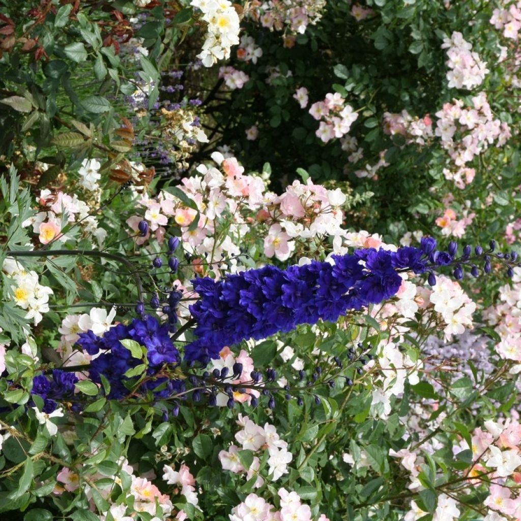 Delphinium Pacific Black Knight