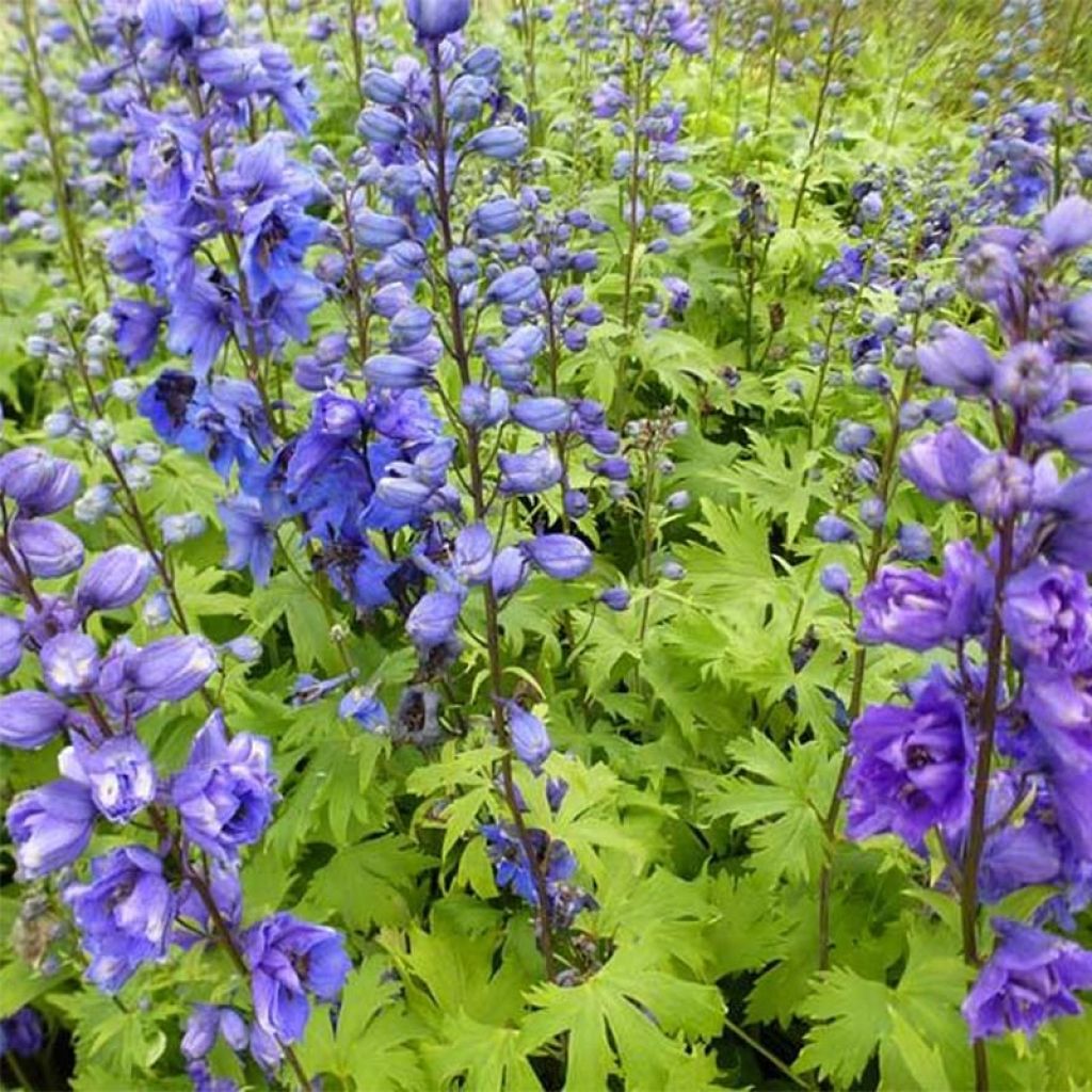 Delphinium Pacific Blue Jay