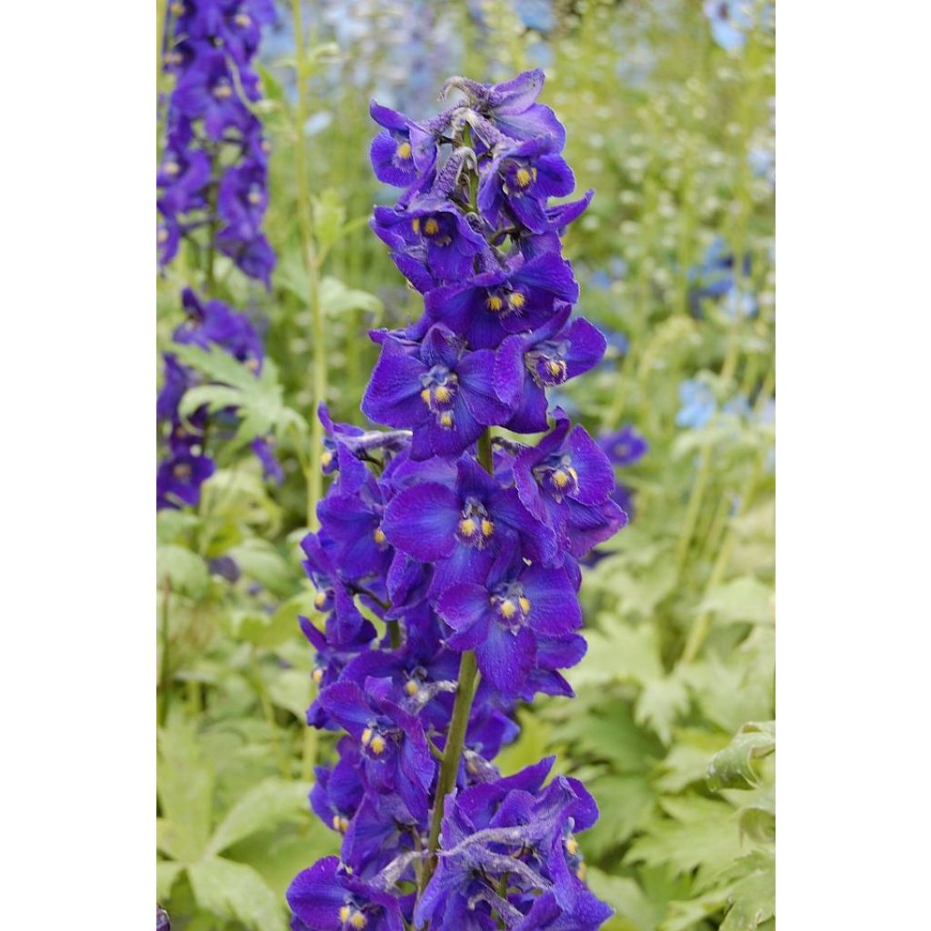 Delphinium belladonna Kleine Nachtmusik