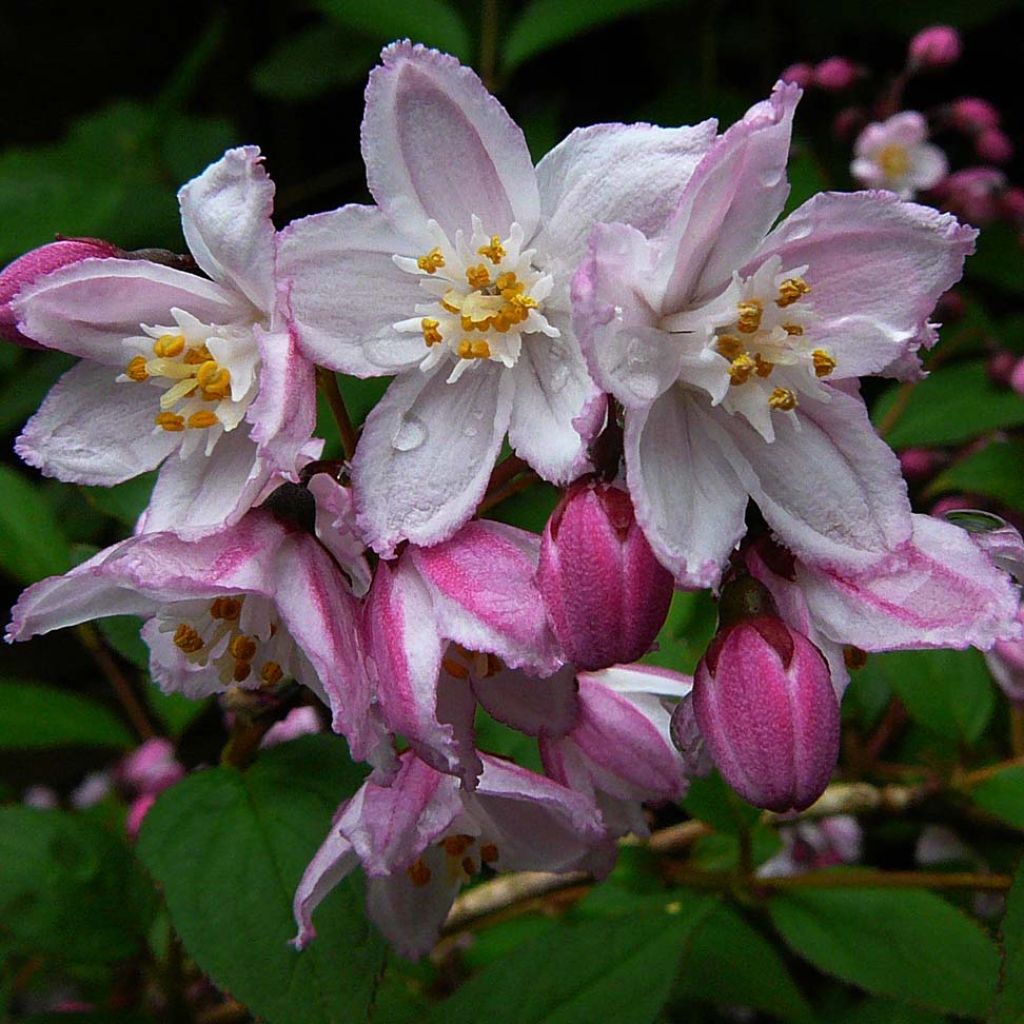 Deutzia purpurascens Kalmiiflora