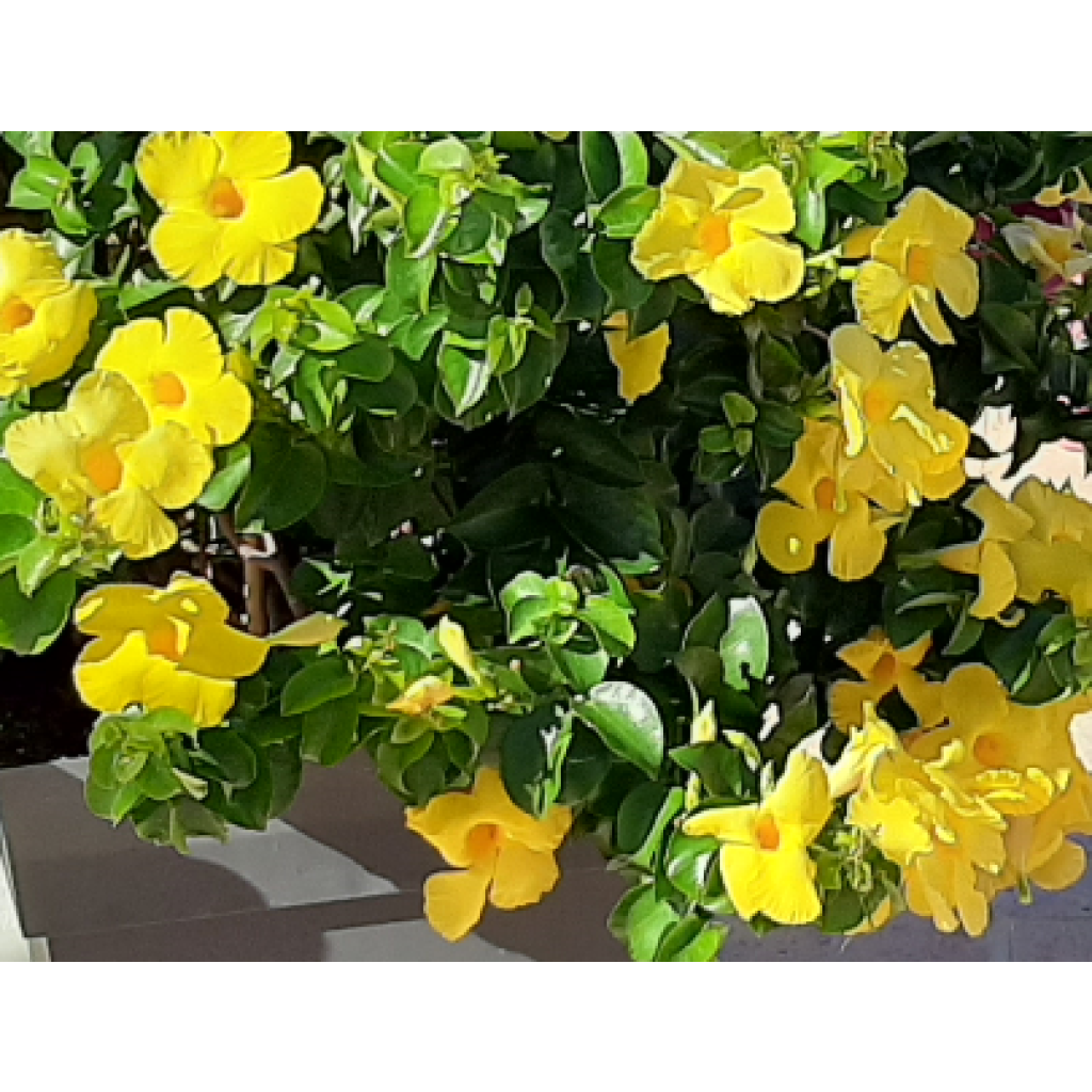 Dipladénia Diamantina Opale Citrine 2.0