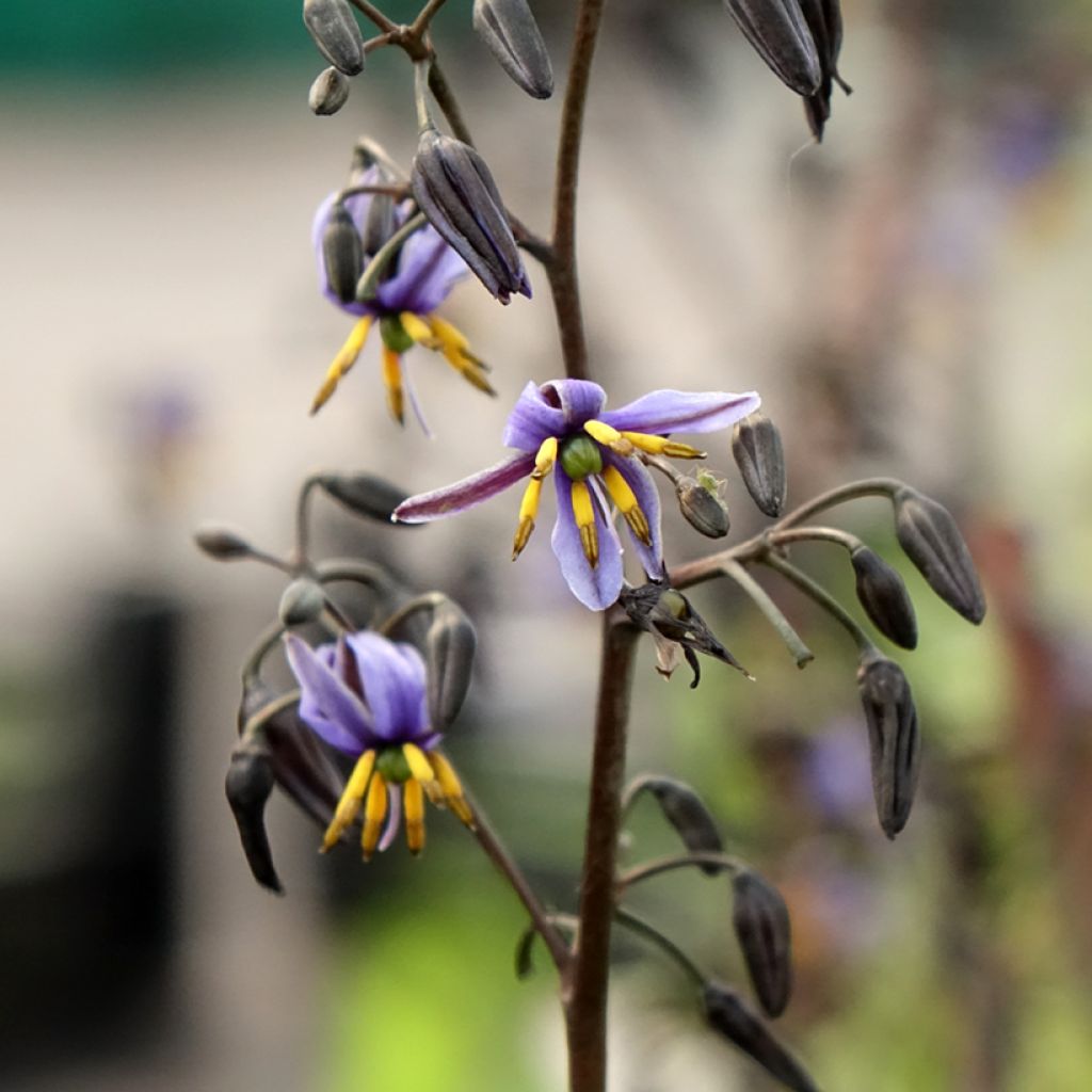 Dianella tasmanica Blaze