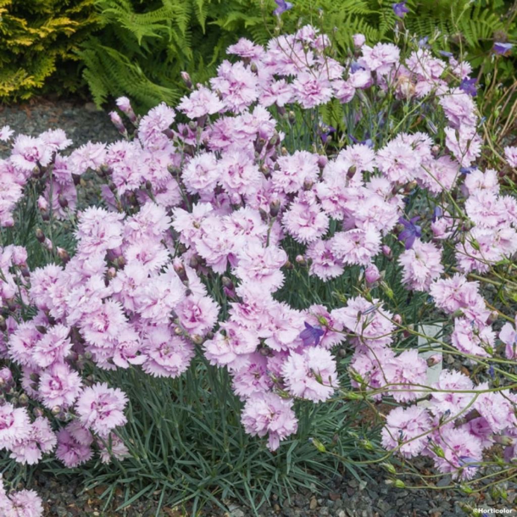 Dianthus plumarius Pike's Pink - illet mignardise