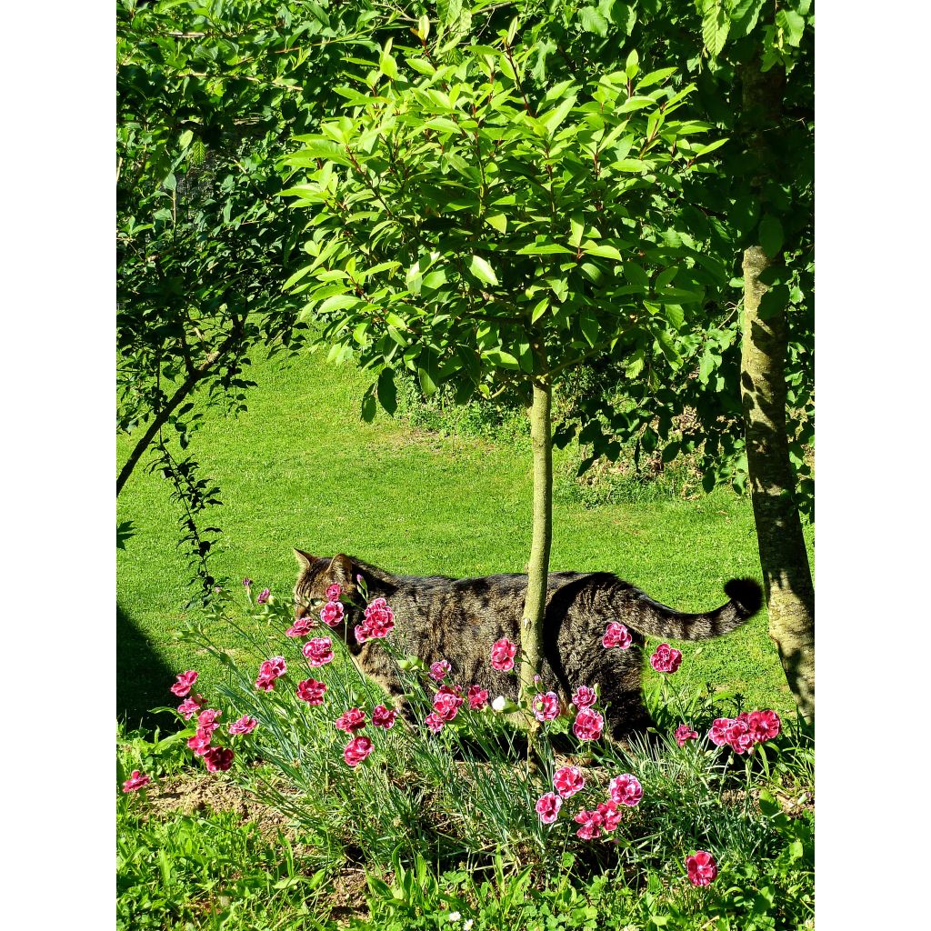 Dianthus Scent First Coral Reef