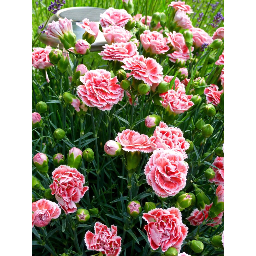 Dianthus Scent First Coral Reef