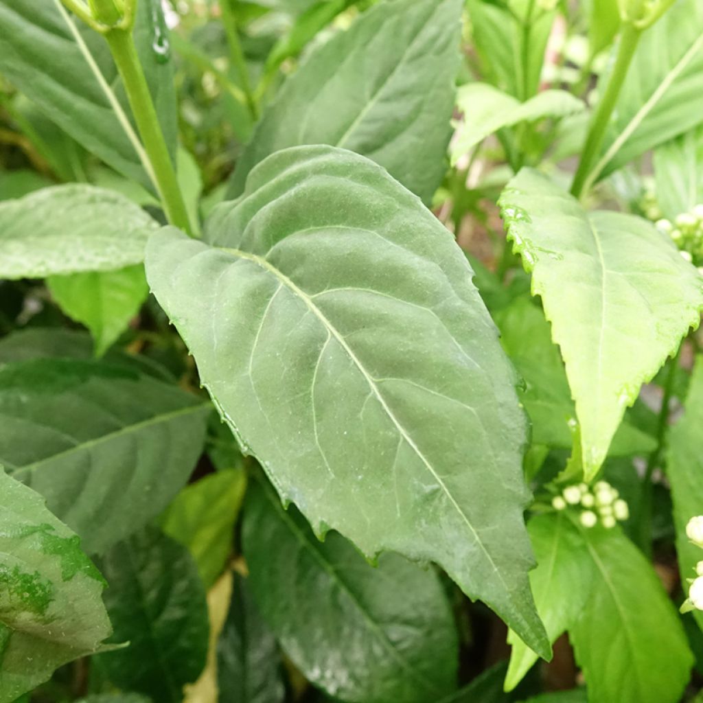 Dichroa versicolor Round Blue