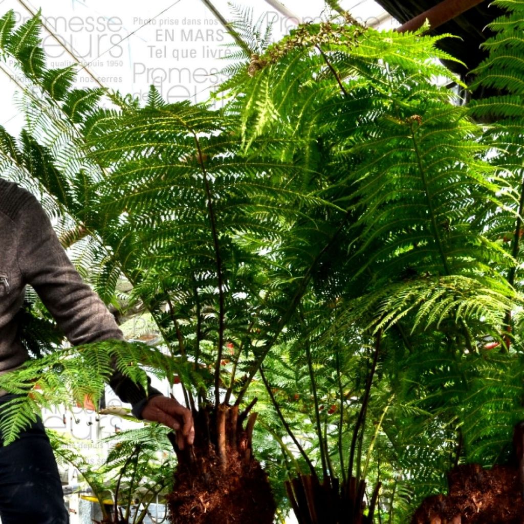 Dicksonia antarctica