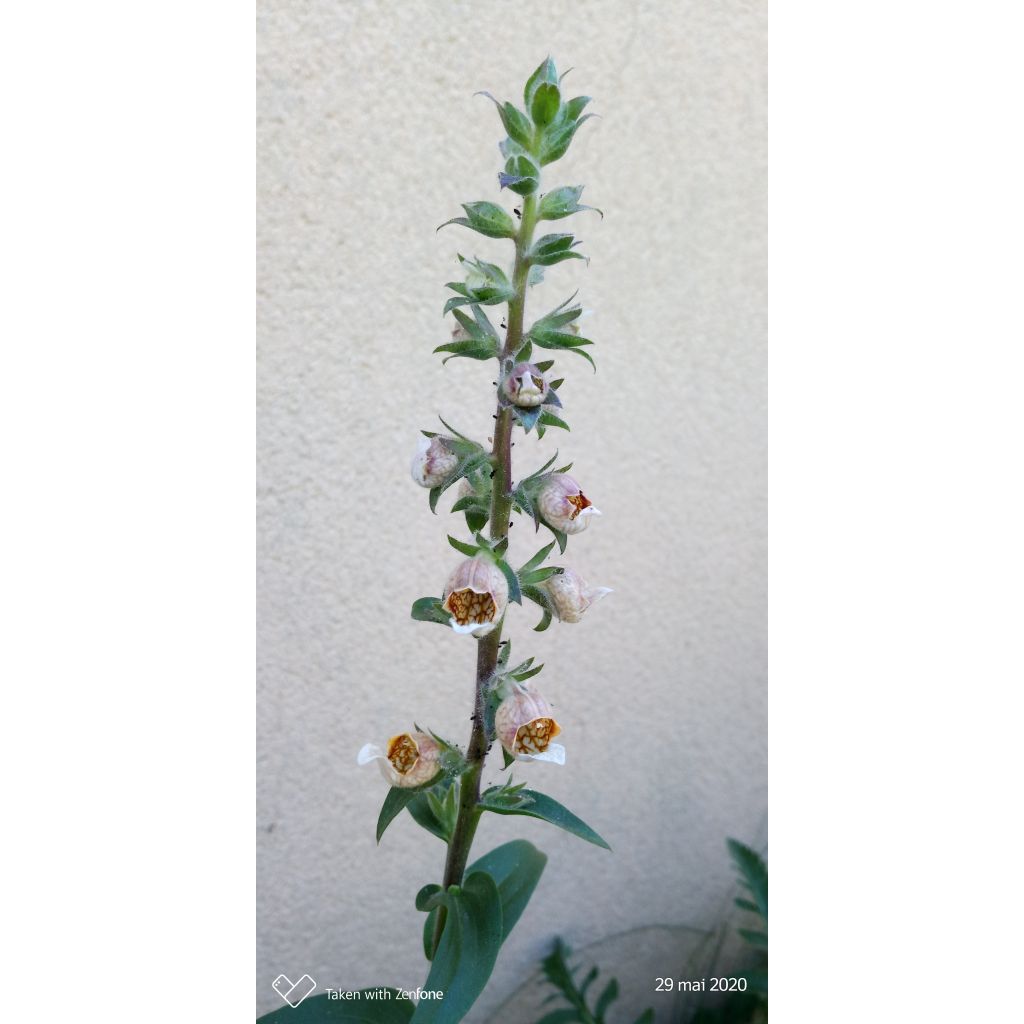 Digitalis lanata Café Crème