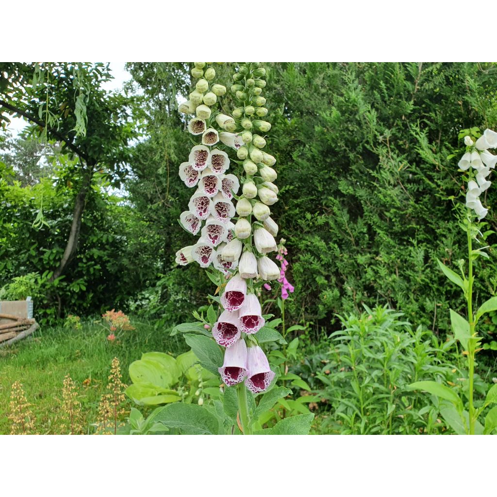 Digitalis purpurea Pam's Choice