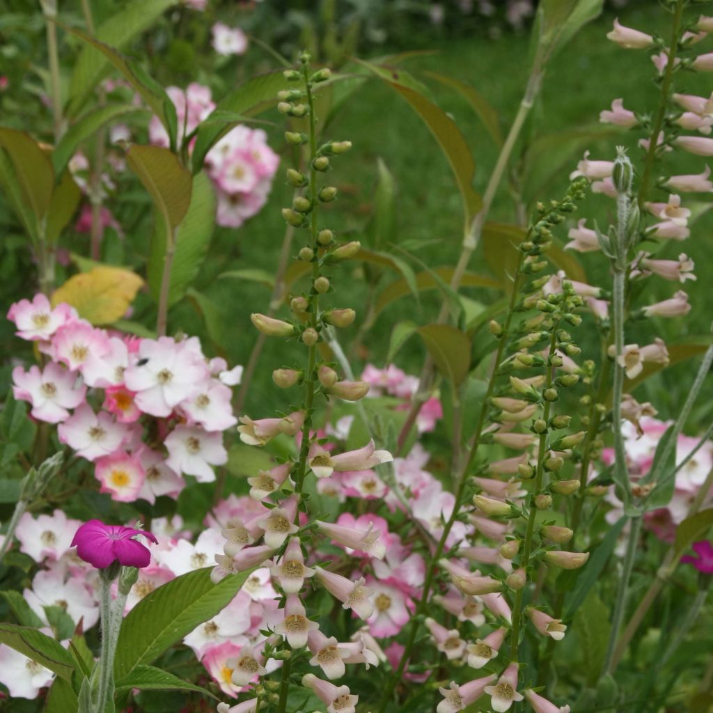 Digitalis Glory of Roundway