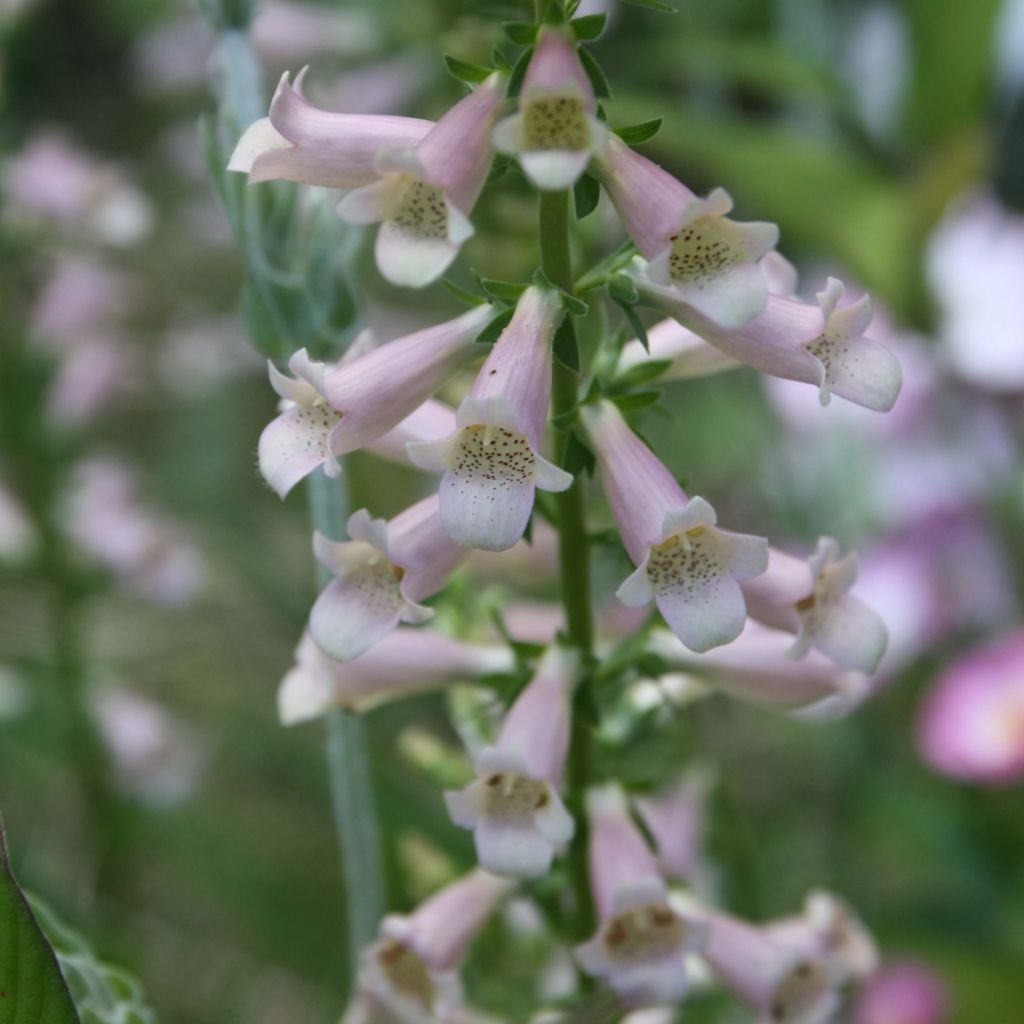 Digitalis Glory of Roundway