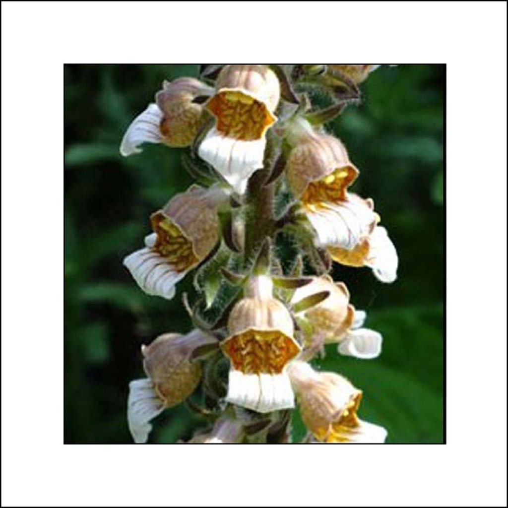 Digitalis lanata Café Crème