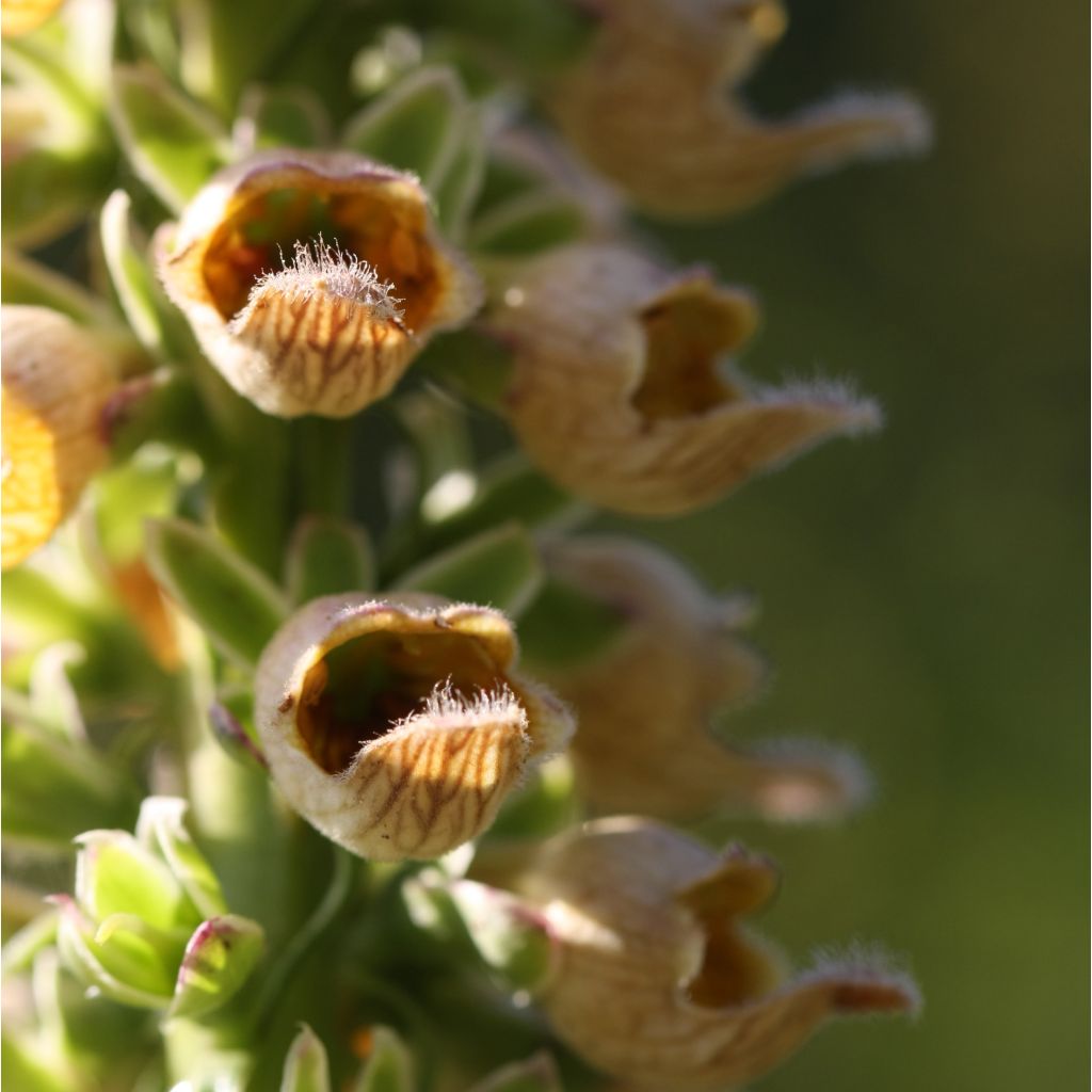 Digitalis ferruginea Gigantea