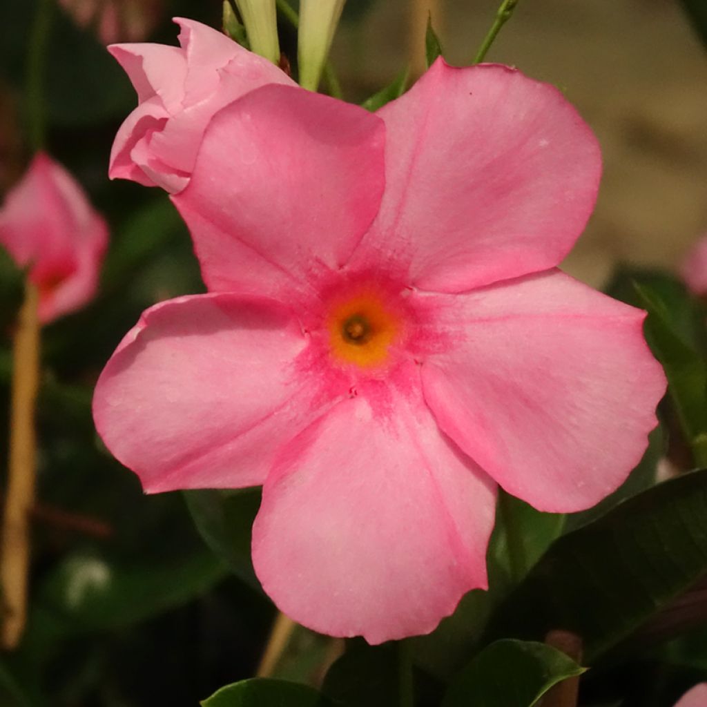 Dipladénia Agate mini Strawberry red