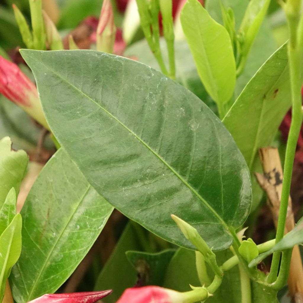 Dipladénia Diamantina Jade Red