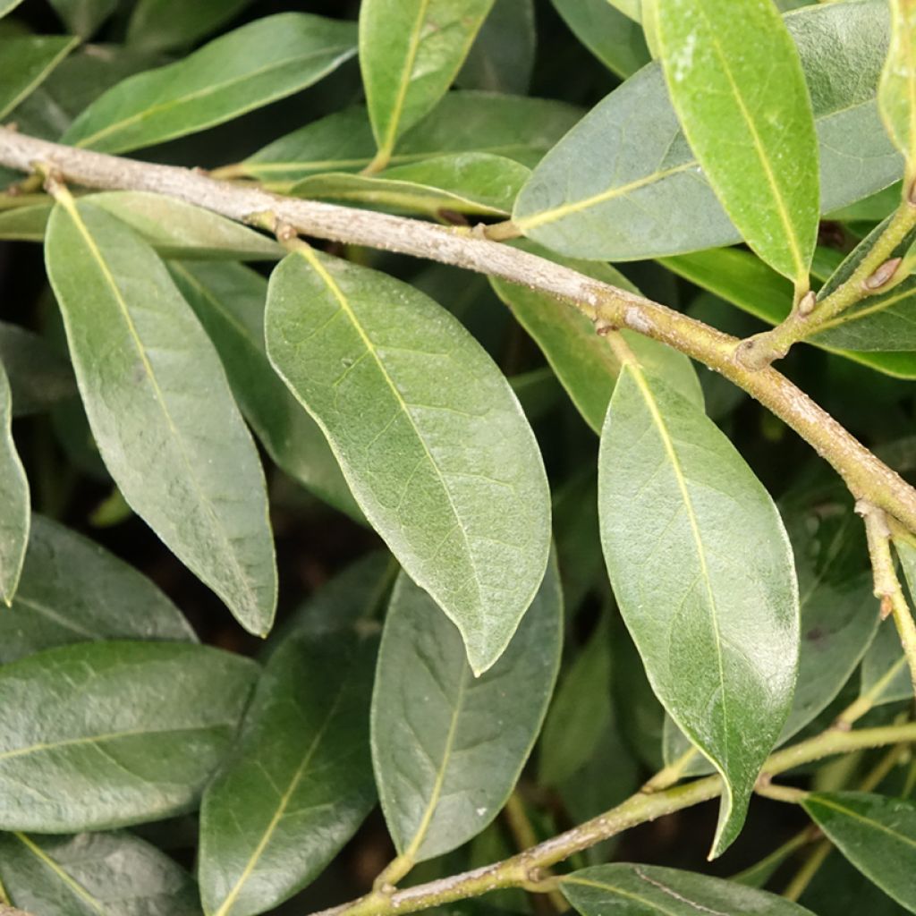 Distylium Vintage Jade