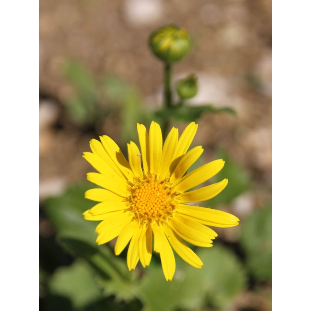 Doronicum orientale Little Leo