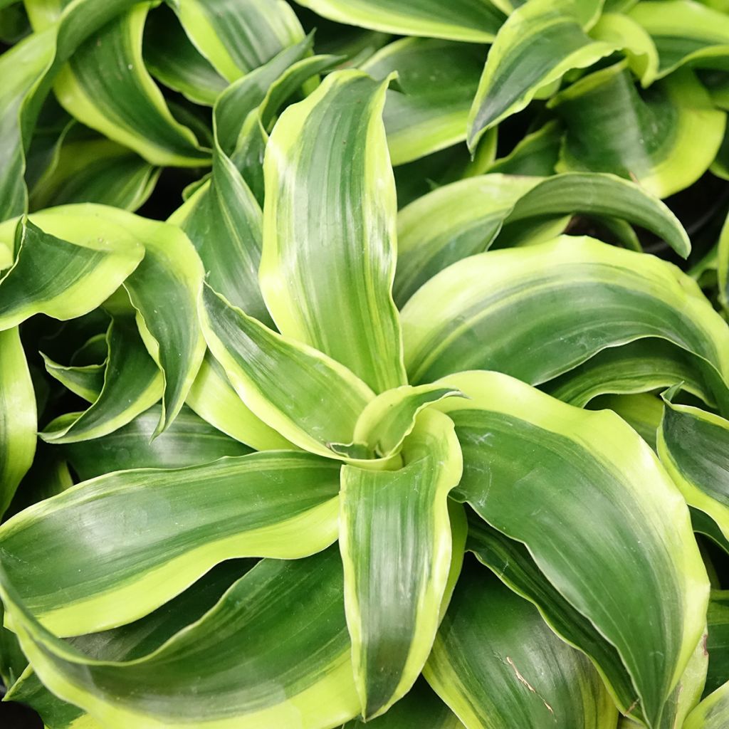 Dracaena fragrans Dragontree Tornado