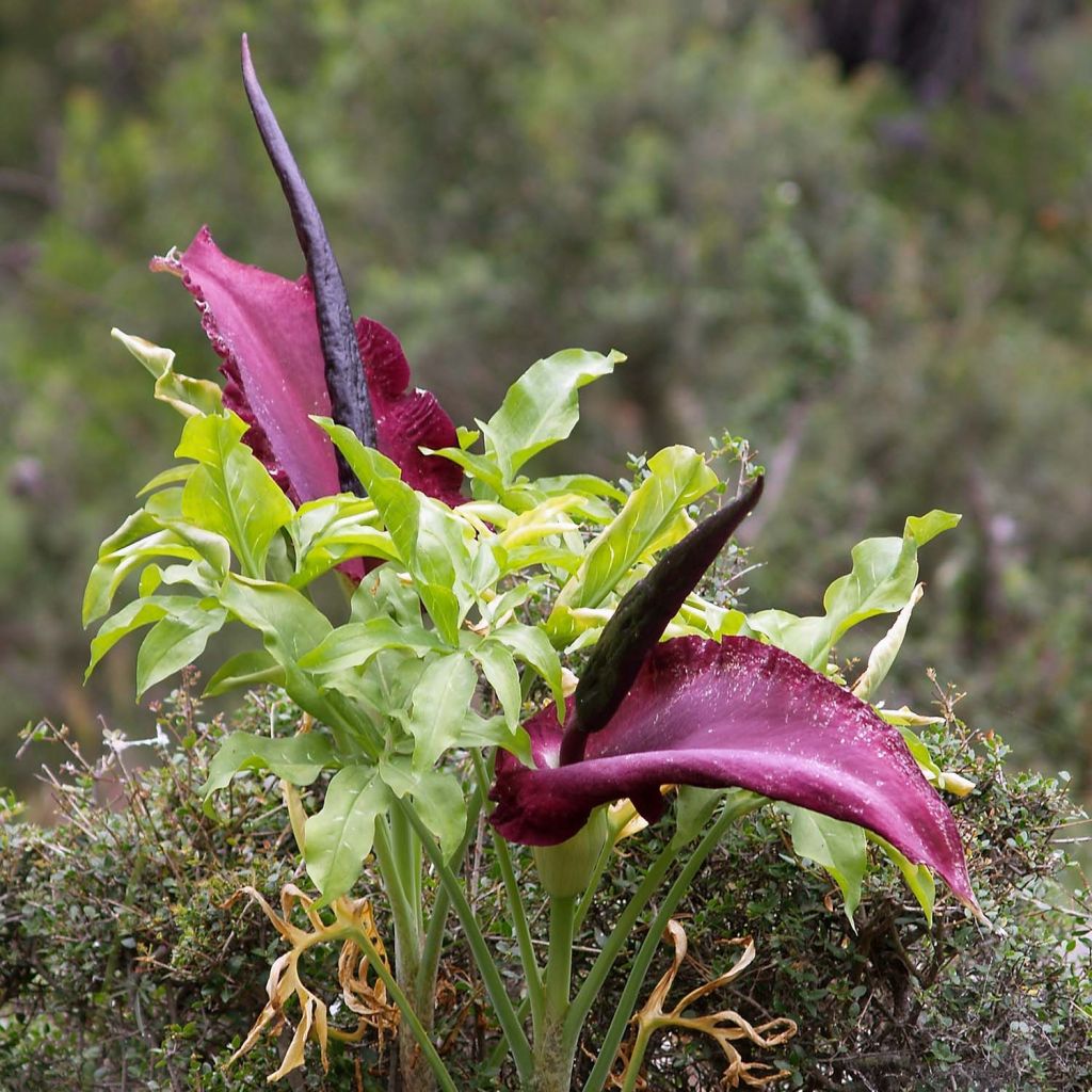 Dracunculus vulgaris