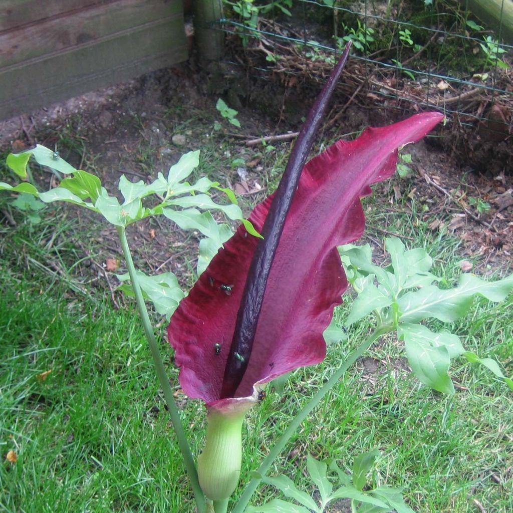 Dracunculus vulgaris