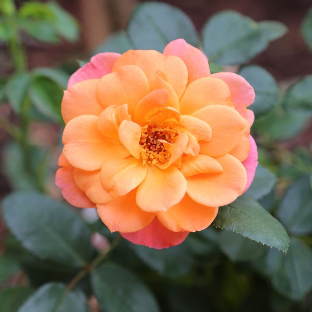 Roseira floribunda Sugar Candy Rose