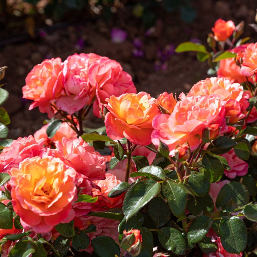 Roseira floribunda Sugar Candy Rose