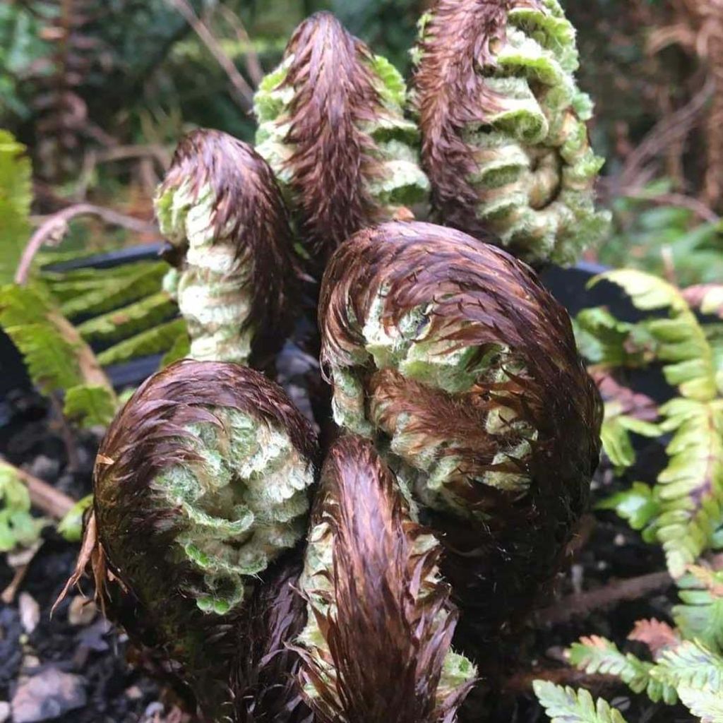 Dryopteris crassirhizoma