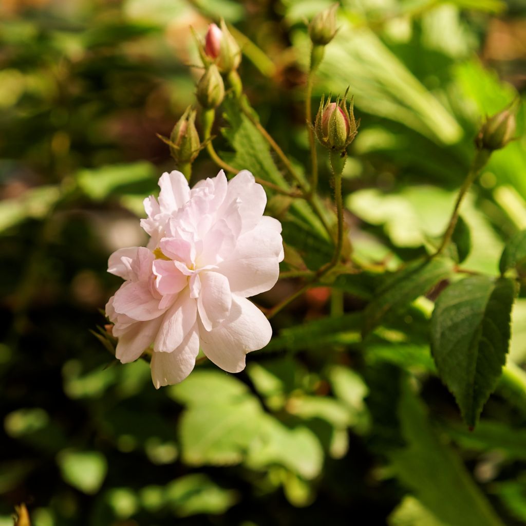 Roseira trepadeira Paul's Himalayan Musk