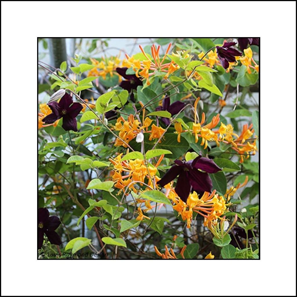 Duo Endiablé - Coleção de Madressilva e Clematite