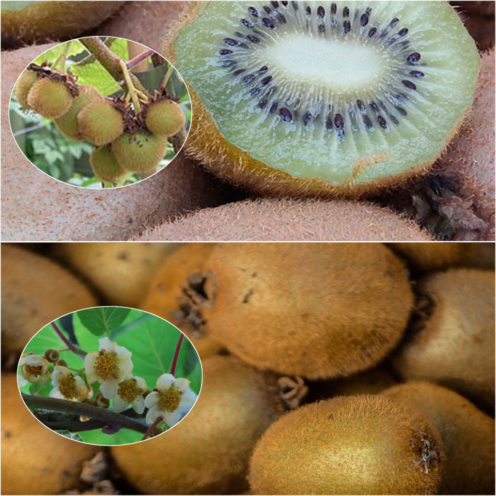 Duo Kiwi 'Hayward' fêmea e 'Atlas' macho polinizador