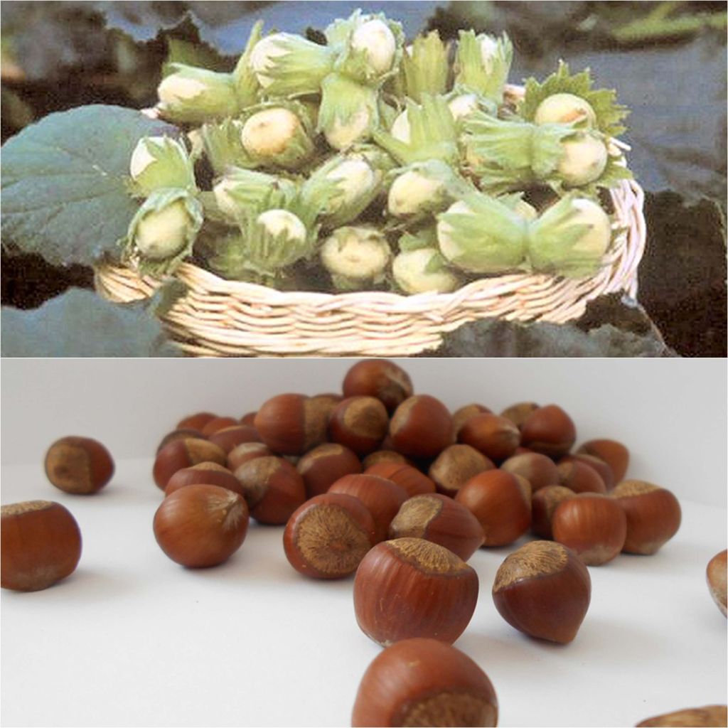 Duo polinizador de aveleiras para uma colheita abundante