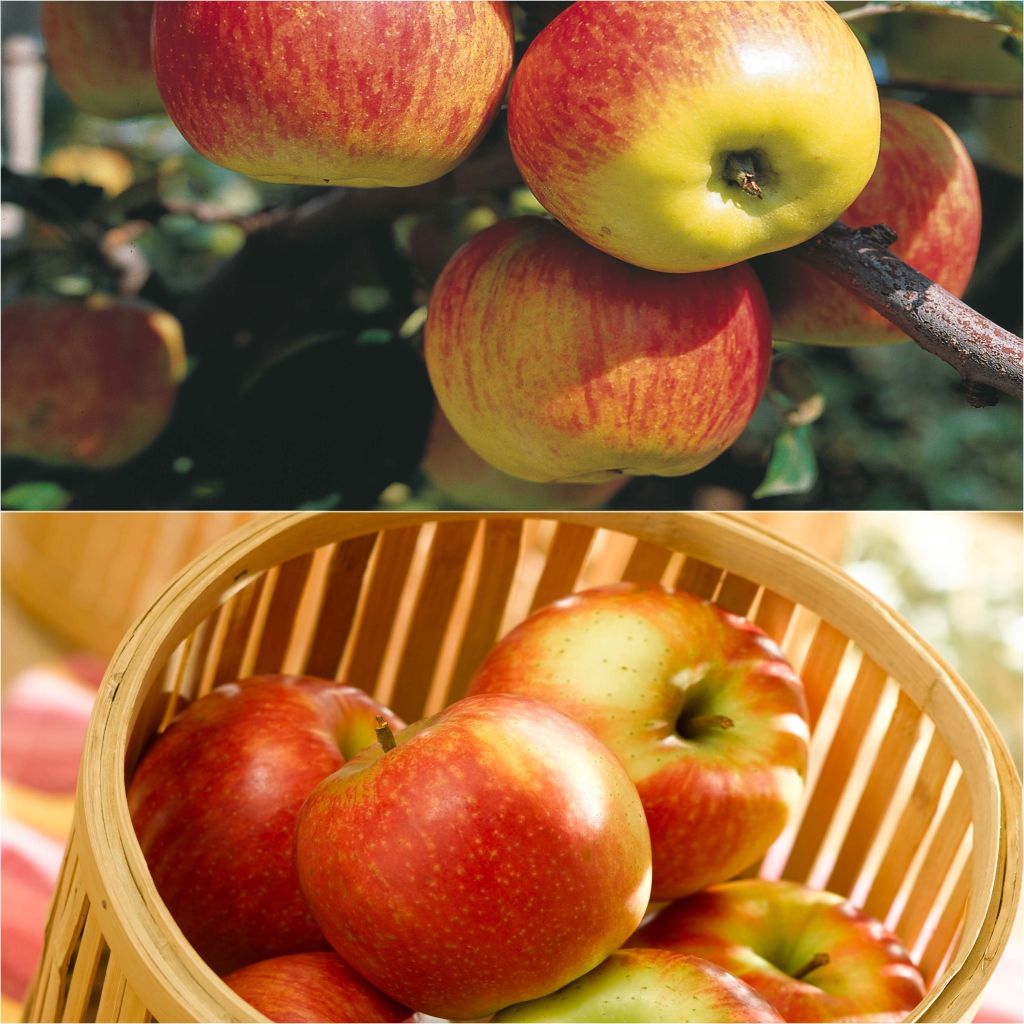 Duo polinizador de macieiras de mesa Delbard com colheita escalonada