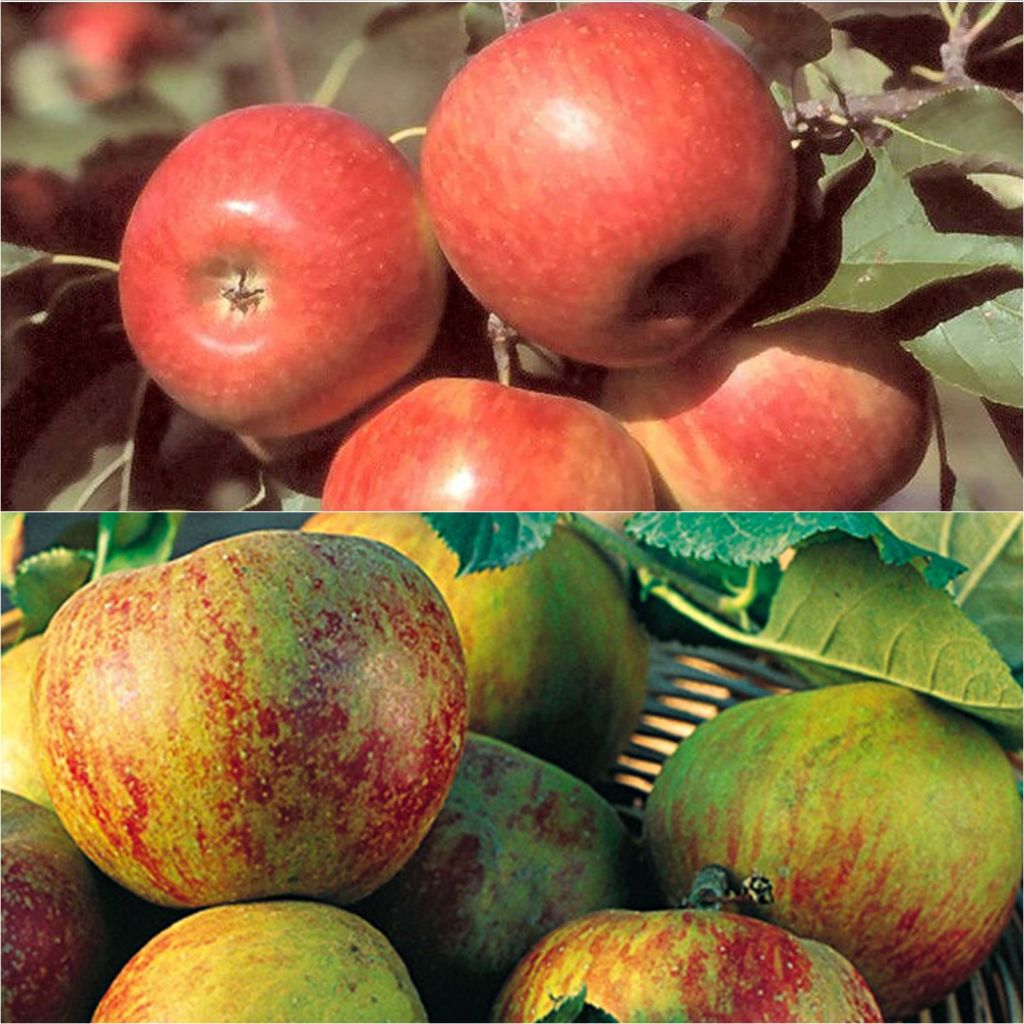 Duo polinizador de macieiras para as suas sobremesas