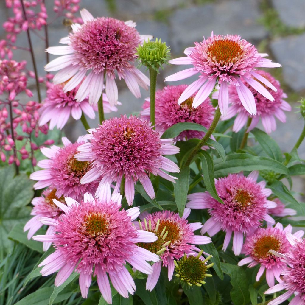 Echinacea Butterfly Kisses