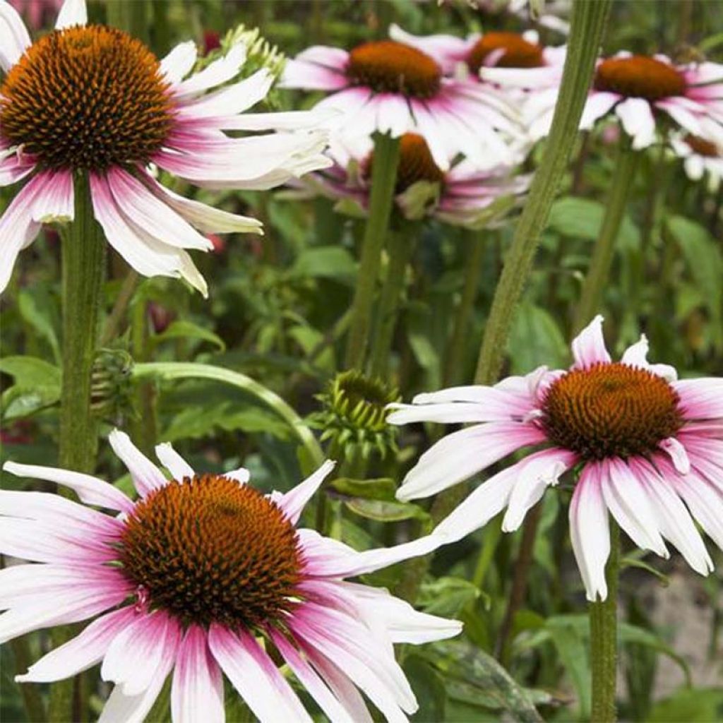 Echinacea Funky White