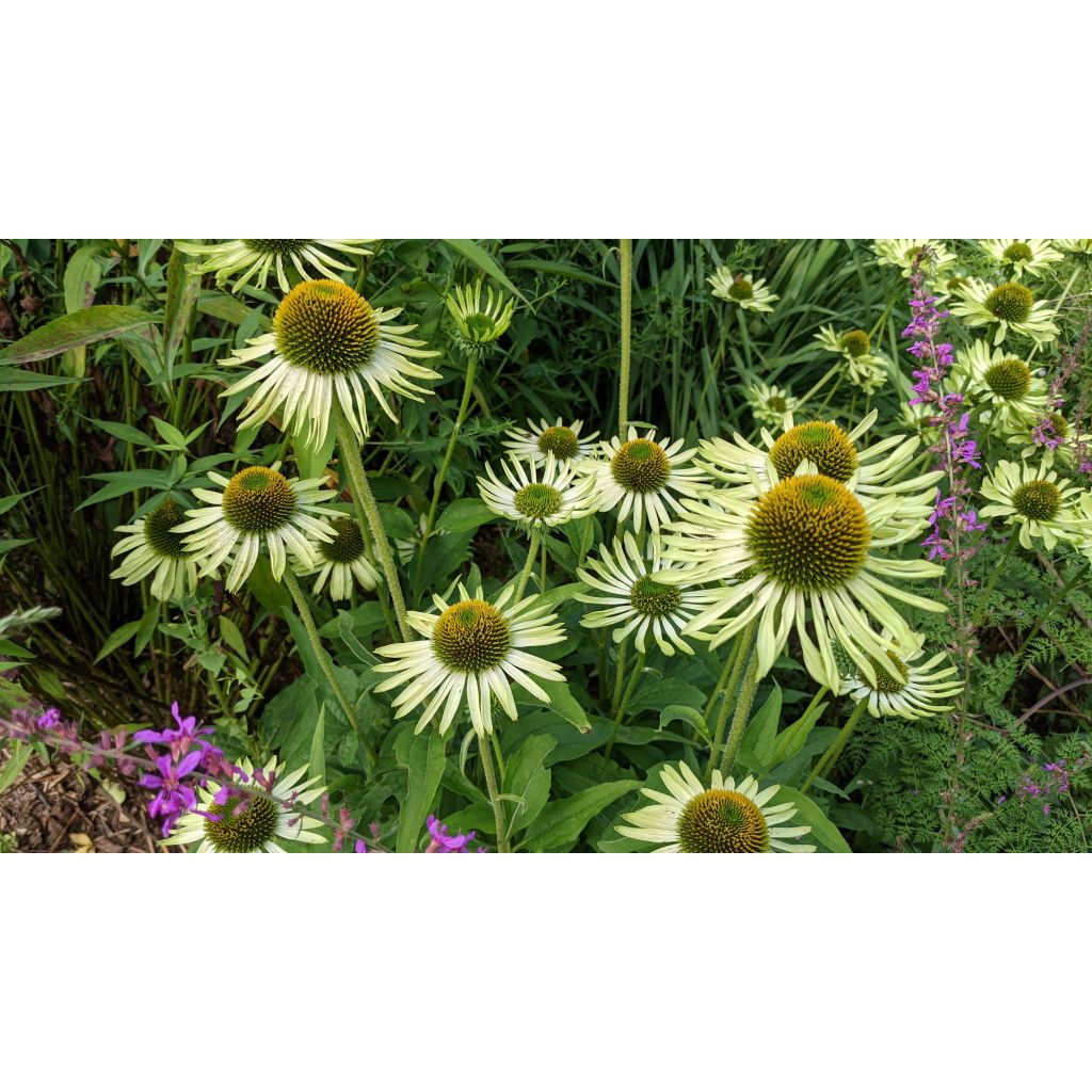 Echinacea Green Jewel