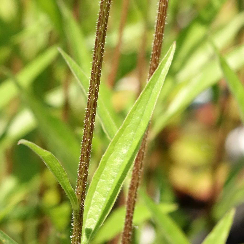 Echinacea JS Engeltje Pretty Parasols