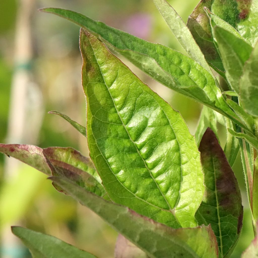 Echinacea Lakota Red