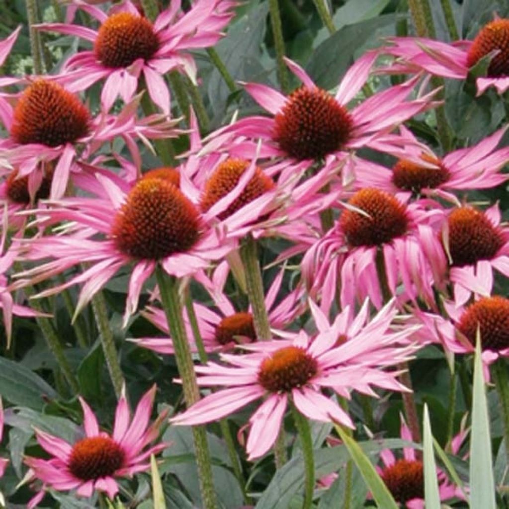 Echinacea Maxima - Rudbeckia pourpre