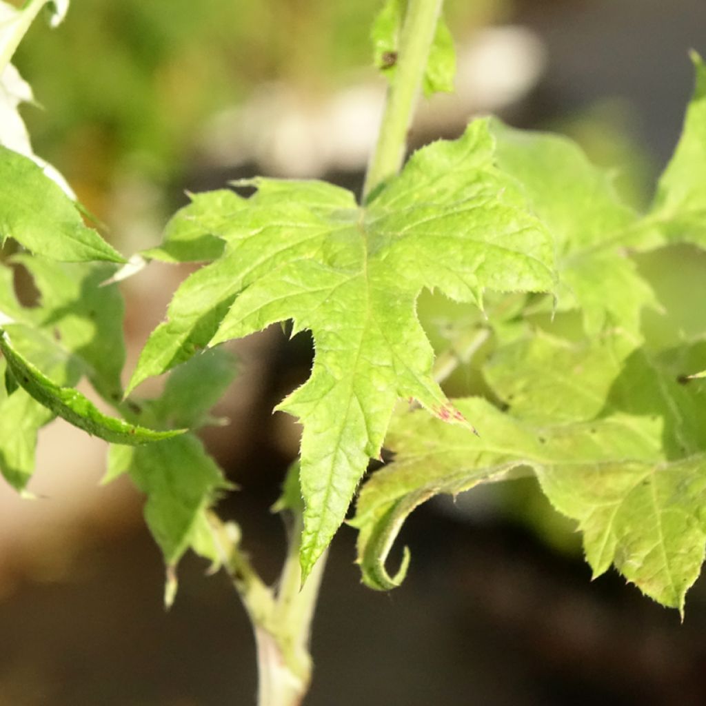 Cardo-azul Blue Glow - Echinops bannaticus