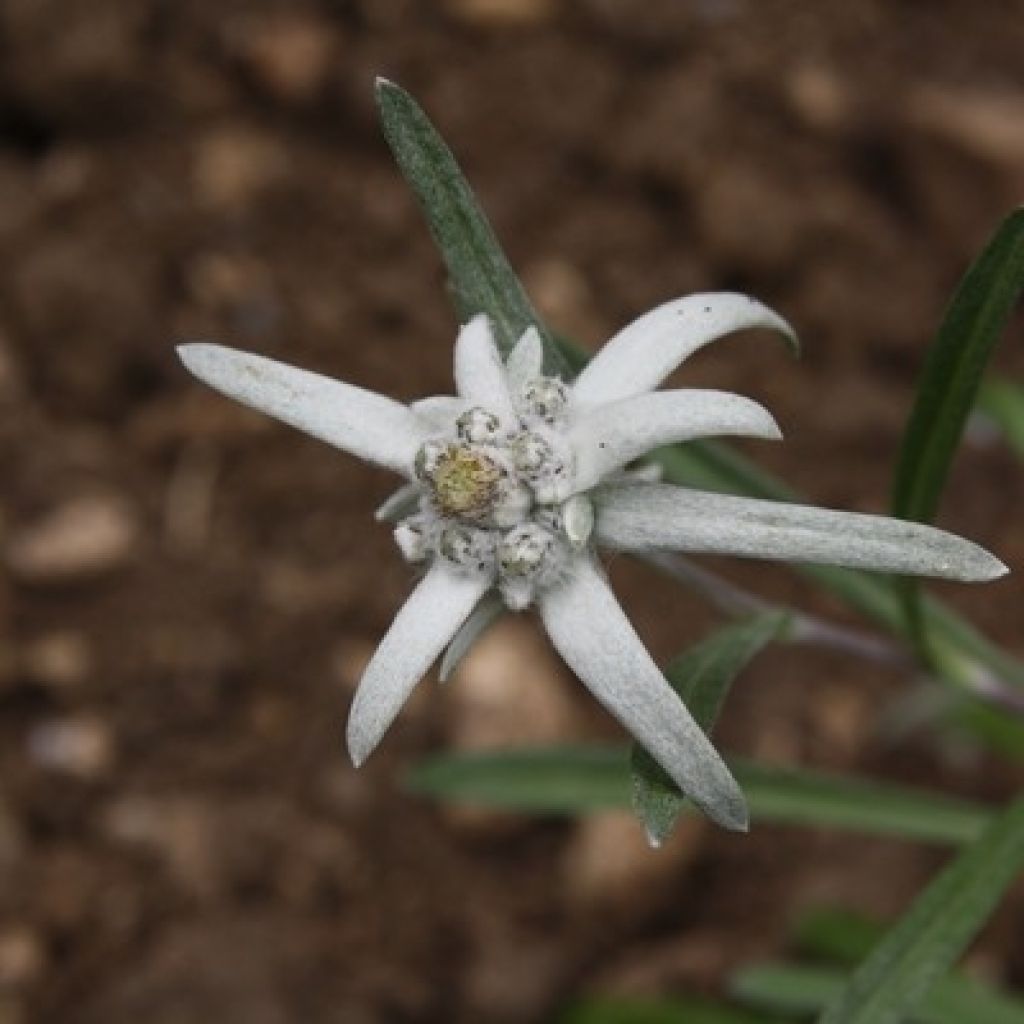 Leontopodium alpinum