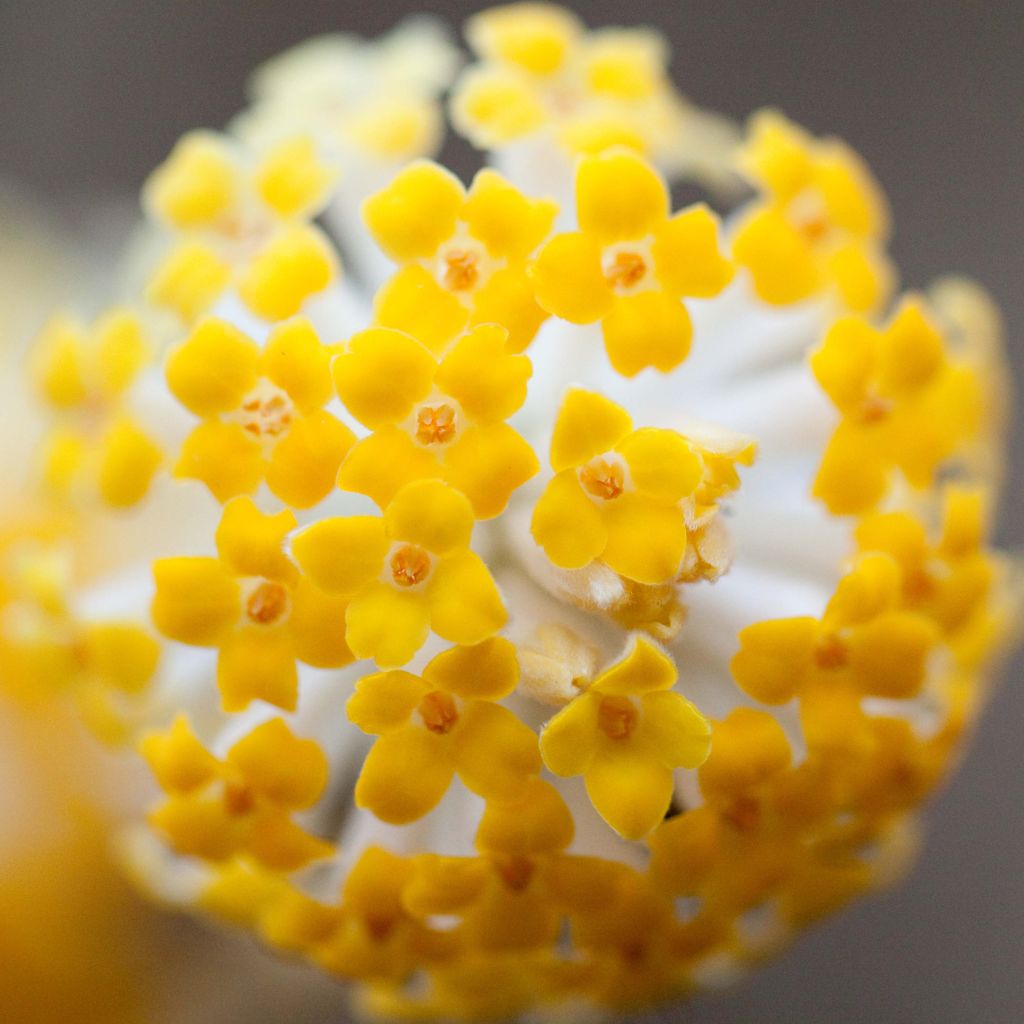 Edgeworthia chrysantha