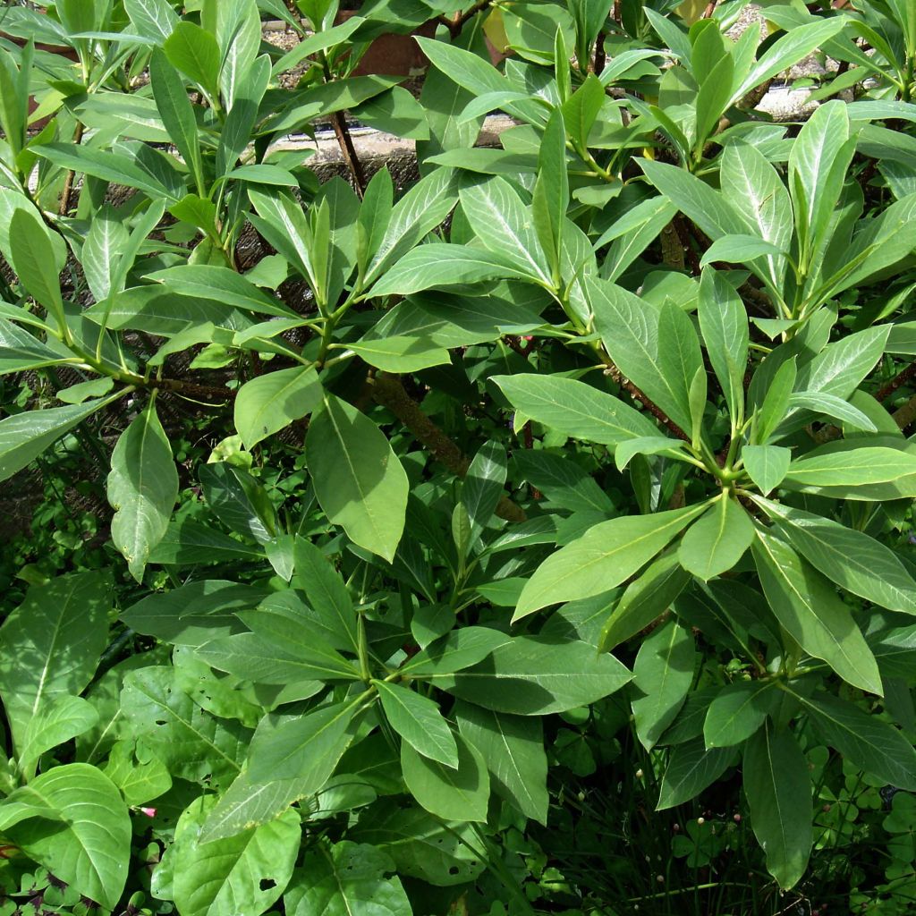 Edgeworthia chrysantha