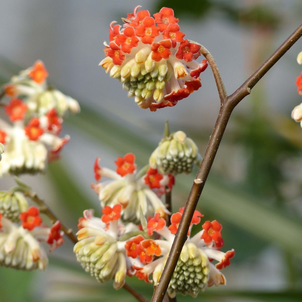 Edgeworthia chrysantha Red Dragon Akebono