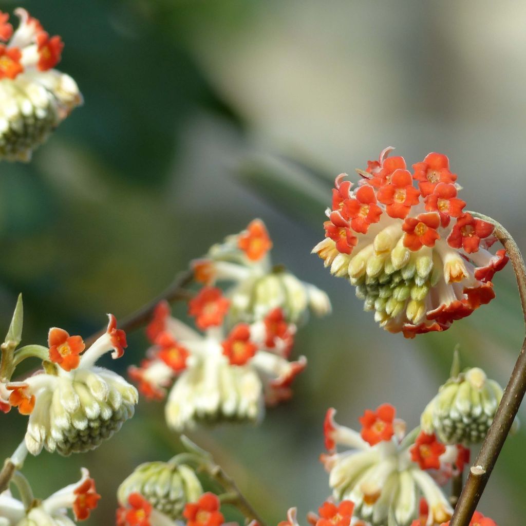 Edgeworthia chrysantha Red Dragon Akebono