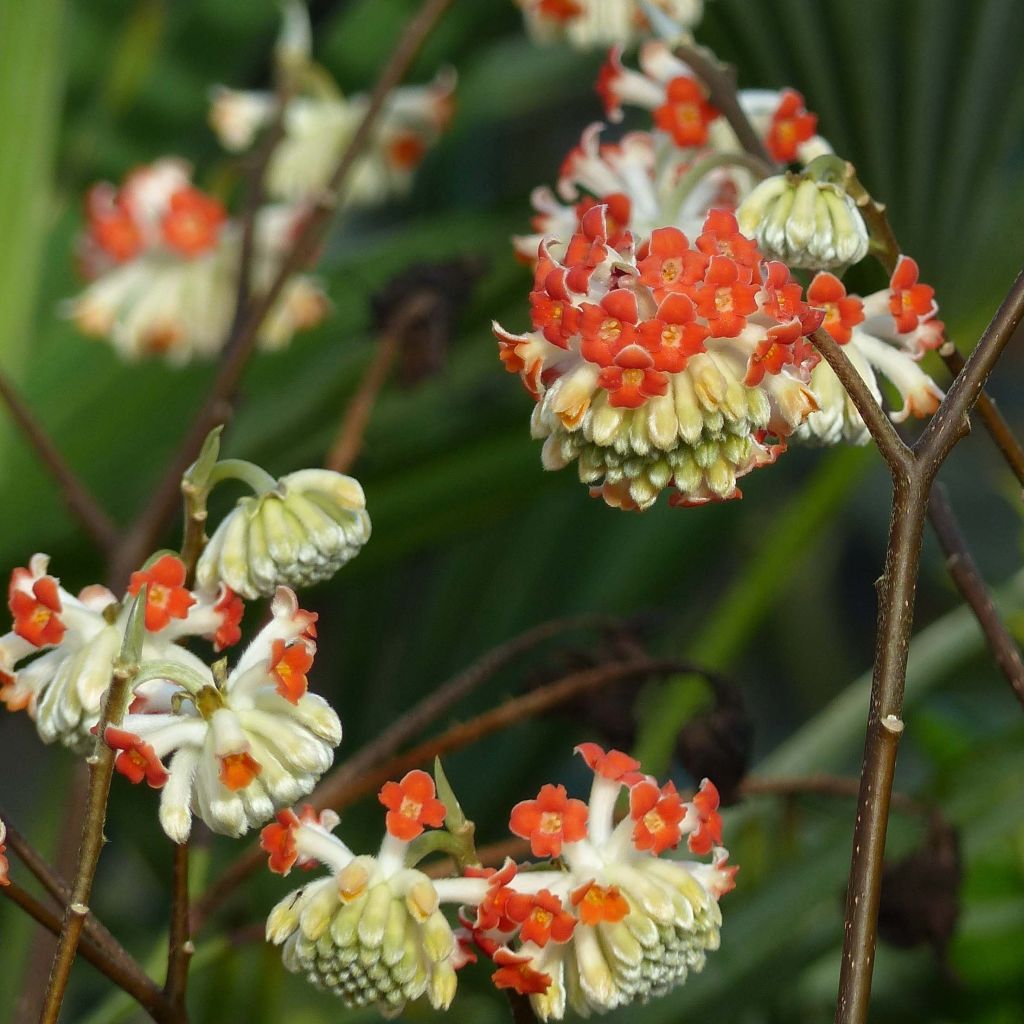 Edgeworthia chrysantha Red Dragon Akebono