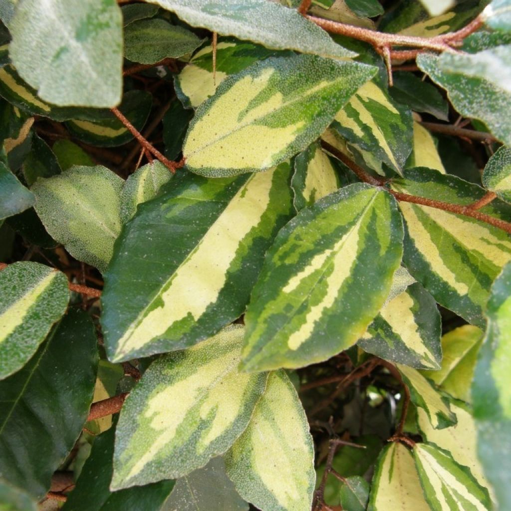 Eleagno-espinhoso Maculata - Elaeagnus pungens